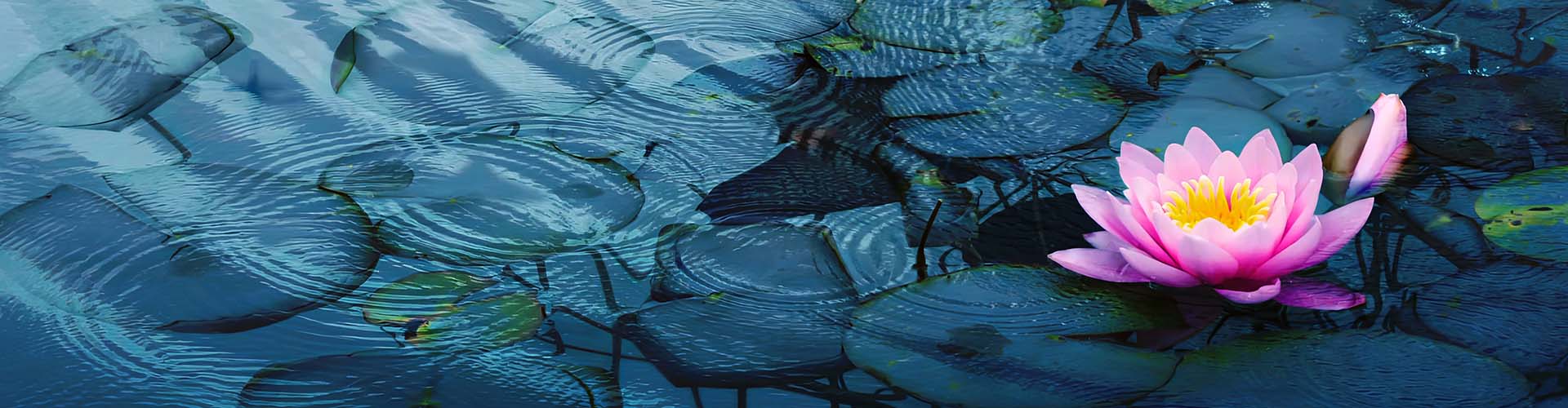 lotus - My Safe Space 4 All