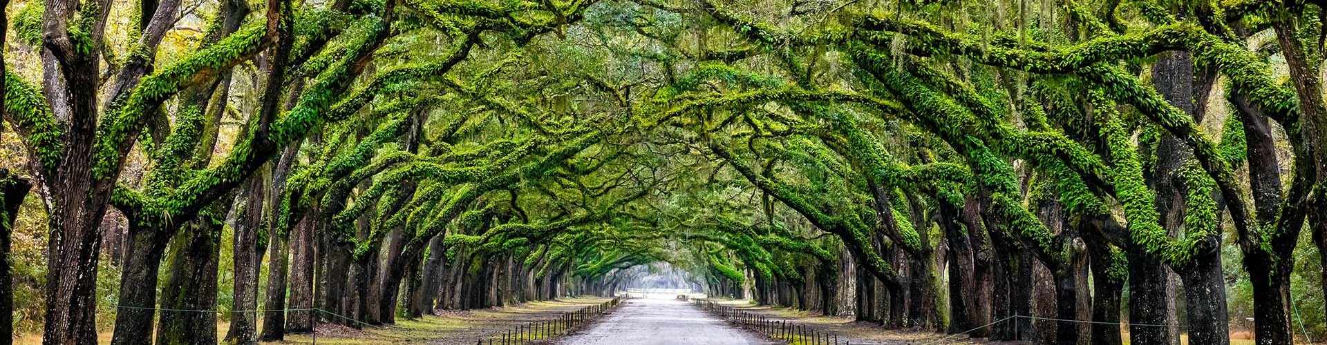 trees - My Safe Space 4 All