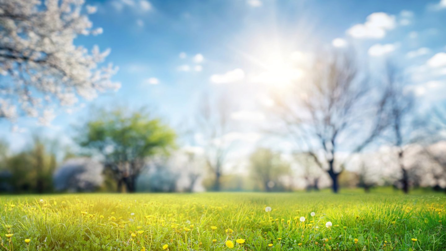 Beautiful spring landscape - a meadow illuminated by the bright sun